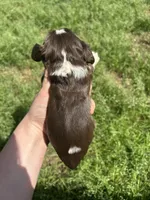 Bear, a male Cocker Spaniel for sale in Ardmore, OK – Photo 3 of 3