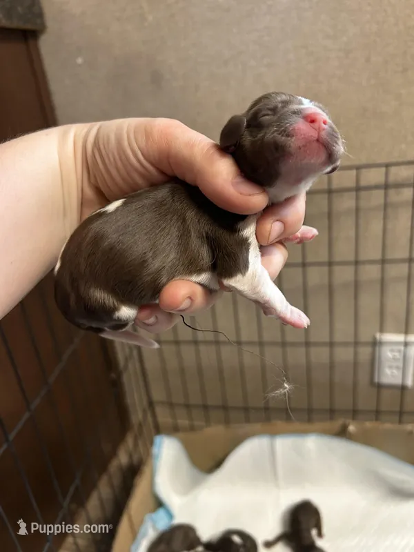 Bear – Cocker Spaniel puppy for sale in Ardmore, OK