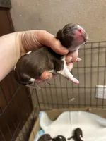 Bear, a male Cocker Spaniel for sale in Ardmore, OK – Photo 1 of 3
