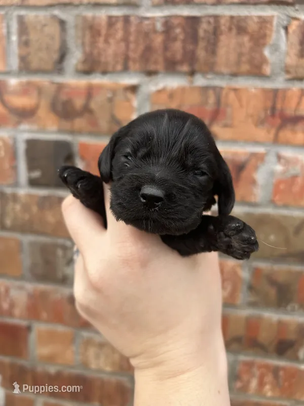 Izzy , a female Cocker Spaniel for sale in Ardmore, OK – Photo 1 of 2