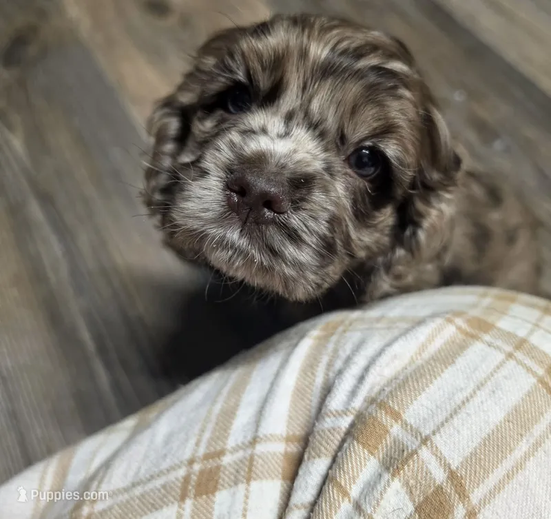 Maple – Cocker Spaniel puppy for sale in Ardmore, OK