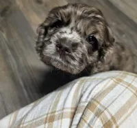 Maple, a female Cocker Spaniel for sale in Ardmore, OK – 1 of 3