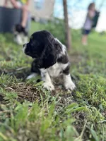 Goose, a male Cocker Spaniel for sale in Ardmore, OK – 2 of 4