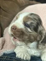 Lady Mae, a female Cocker Spaniel for sale in Ardmore, OK – 9 of 9