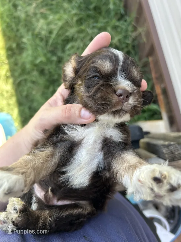 Apollo  – Cocker Spaniel puppy for sale in Ardmore, OK