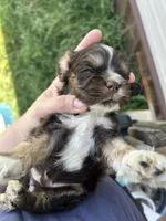 Apollo , a male Cocker Spaniel for sale in Ardmore, OK – 1 of 6