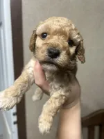 Levi, a male Poodle - Miniature  for sale in Ardmore, OK – 1 of 5