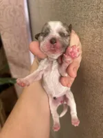 Honey, a female Cocker Spaniel for sale in Ardmore, OK – 2 of 2