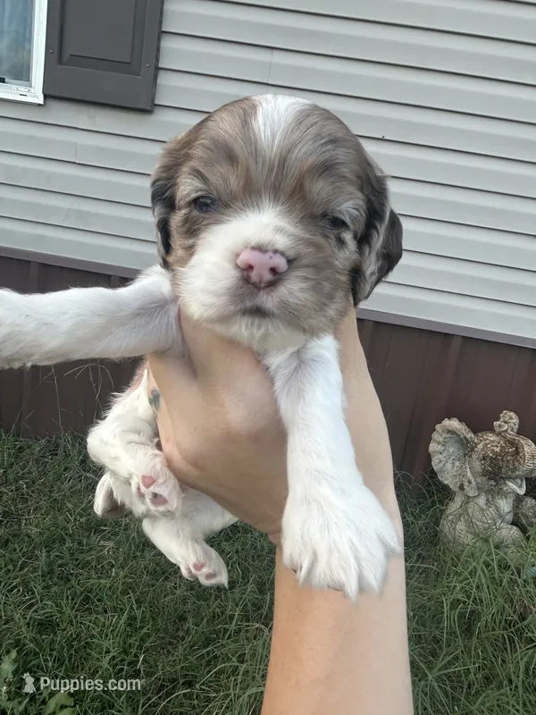 Stella – Cocker Spaniel puppy for sale in Ardmore, OK