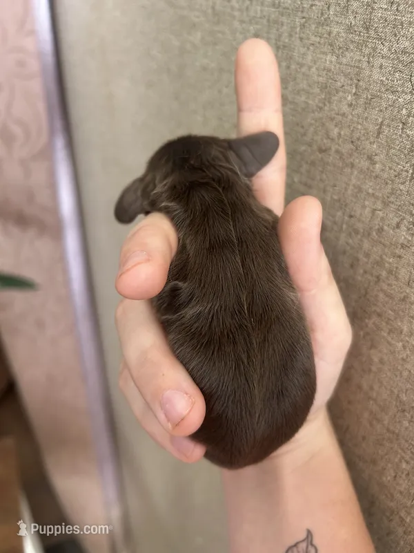 Zola – Cocker Spaniel puppy for sale in Ardmore, OK