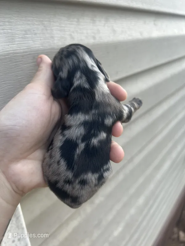 Shep – Cocker Spaniel puppy for sale in Ardmore, OK
