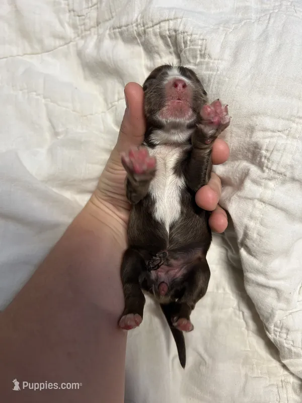 Athena – Cocker Spaniel puppy for sale in Ardmore, OK