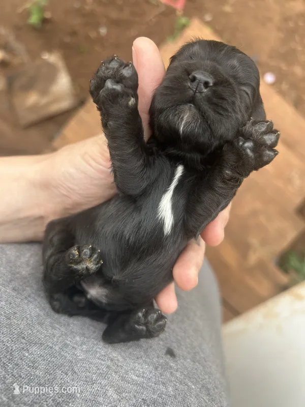 Izzy – Cocker Spaniel puppy for sale in Ardmore, OK