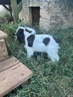 Calliope , a female Cocker Spaniel for sale in Ardmore, OK – 5 of 8