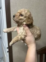 Levi, a male Poodle - Miniature  for sale in Ardmore, OK – 4 of 5