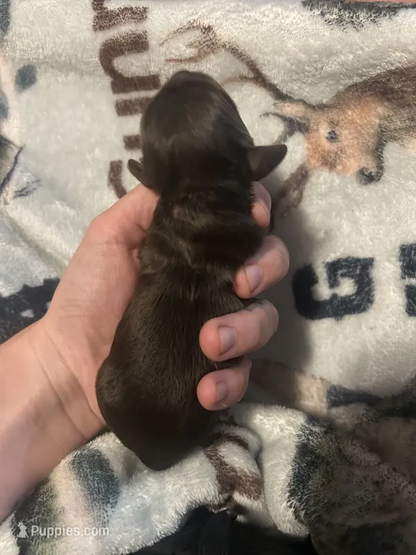 Winter – Cocker Spaniel puppy for sale in Ardmore, OK