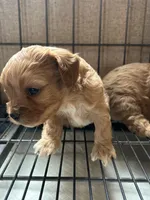Frankie, a male Cavapoo for sale in Ardmore, OK – 2 of 3