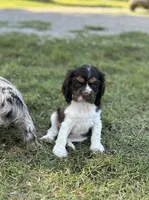 Dandy, a male Cocker Spaniel for sale in Ardmore, OK – 2 of 4