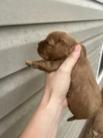 Dumplin, a female Cavalier King Charles Spaniel for sale in Ardmore, OK – 3 of 3