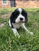Arlo, a male Cocker Spaniel and Cockalier for sale in Ardmore, OK – Photo 5 of 5