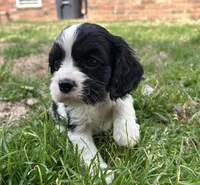 Arlo, a male Cocker Spaniel and Cockalier for sale in Ardmore, OK – Photo 3 of 5