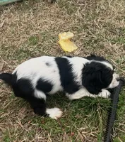 Arlo, a male Cocker Spaniel and Cockalier for sale in Ardmore, OK – Photo 4 of 5