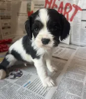 Arlo, a male Cocker Spaniel and Cockalier for sale in Ardmore, OK – Photo 2 of 5