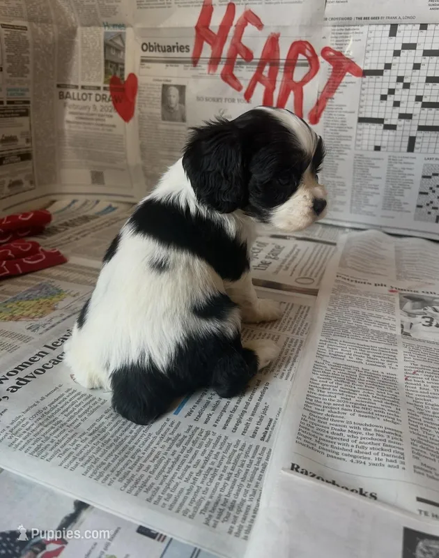 Arlo, a male Cocker Spaniel and Cockalier for sale in Ardmore, OK – Photo 1 of 5