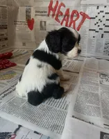 Arlo, a male Cocker Spaniel and Cockalier for sale in Ardmore, OK – Photo 1 of 5