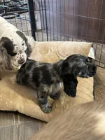Pickles, a female Cocker Spaniel for sale in Ardmore, OK – Photo 4 of 5
