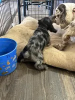 Pickles, a female Cocker Spaniel for sale in Ardmore, OK – Photo 3 of 5