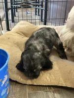 Pickles, a female Cocker Spaniel for sale in Ardmore, OK – Photo 5 of 5