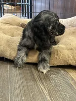 Pickles, a female Cocker Spaniel for sale in Ardmore, OK – Photo 2 of 5