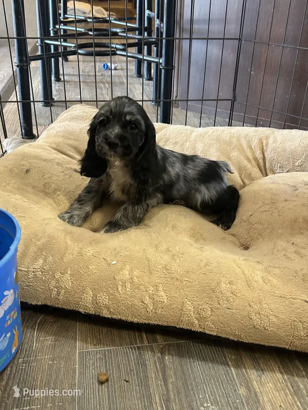 Pickles – Cocker Spaniel puppy on hold in Ardmore, OK