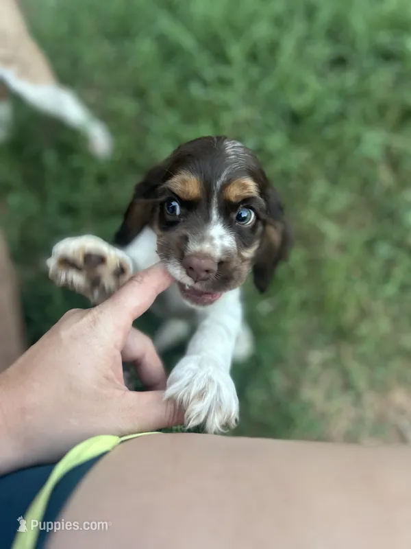 Copper – Cocker Spaniel puppy for sale in Ardmore, OK