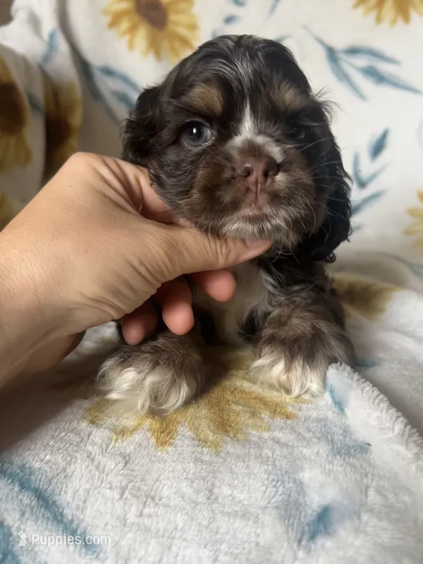Athena – Cocker Spaniel puppy for sale in Ardmore, OK