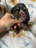 Athena, a female Cocker Spaniel for sale in Ardmore, OK – 1 of 3