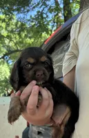 Tate, a male Cocker Spaniel for sale in Ardmore, OK – 1 of 1
