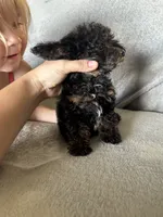 Winnie, a female Poodle - Miniature  for sale in Ardmore, OK – 2 of 2
