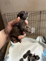 Olive, a female Cocker Spaniel for sale in Ardmore, OK – Photo 3 of 4