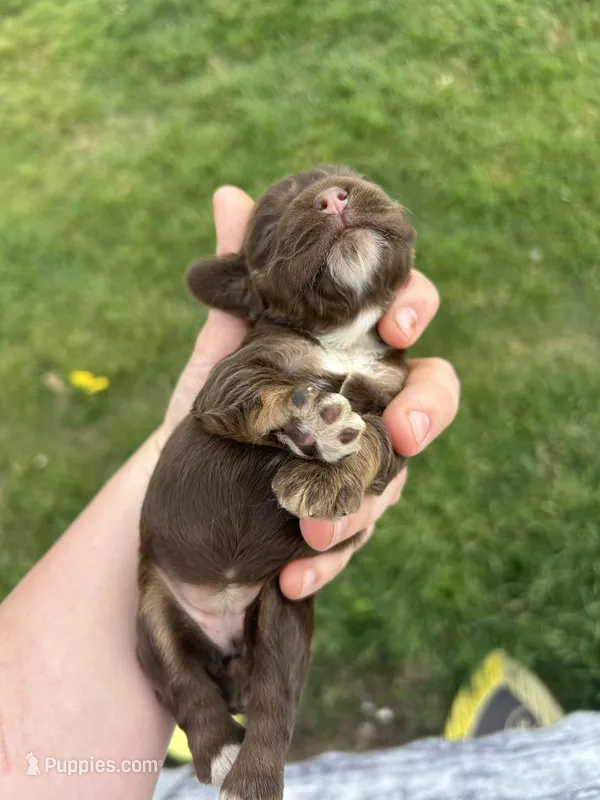 Olive – Cocker Spaniel puppy for sale in Ardmore, OK