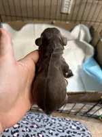 Olive, a female Cocker Spaniel for sale in Ardmore, OK – Photo 2 of 4