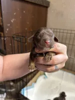 Olive, a female Cocker Spaniel for sale in Ardmore, OK – Photo 4 of 4