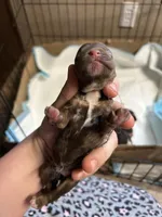 Olive, a female Cocker Spaniel for sale in Ardmore, OK – Photo 1 of 4