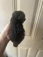Toto, a male Poodle - Toy  for sale in Ardmore, OK – 3 of 4