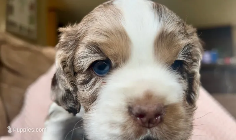 Lady Mae, a female Cocker Spaniel for sale in Ardmore, OK – 1 of 9