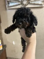 Winnie, a female Poodle - Miniature  for sale in Ardmore, OK – 2 of 2