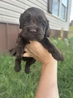 Ollie, a male Cocker Spaniel for sale in Ardmore, OK – 1 of 3