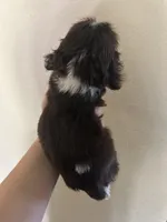 Teenie, a male Cocker Spaniel for sale in Ardmore, OK – 2 of 3