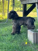 Thor, a male Cocker Spaniel for sale in Ardmore, OK – 3 of 5